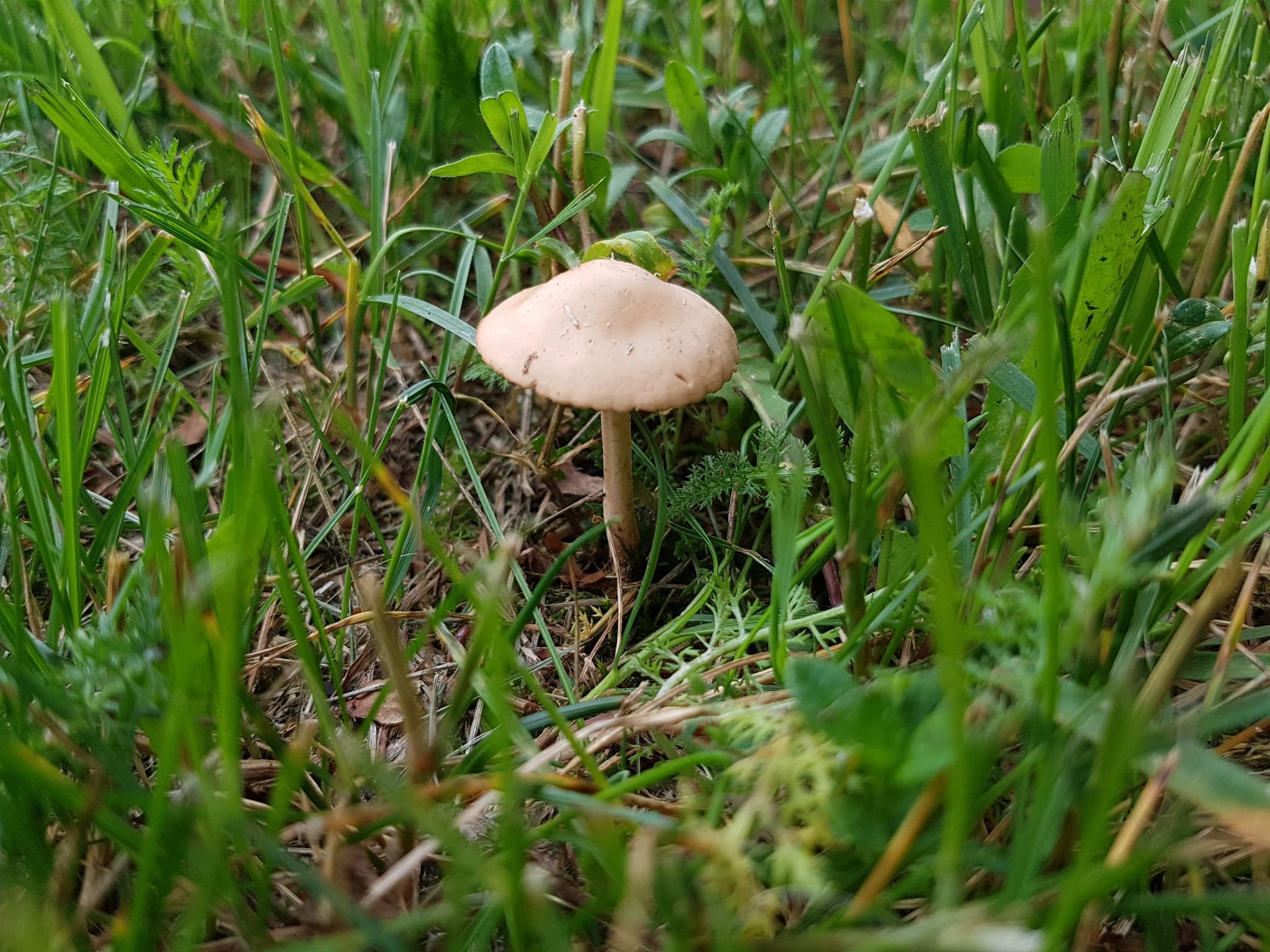Mushroom growing in a backyard lawn