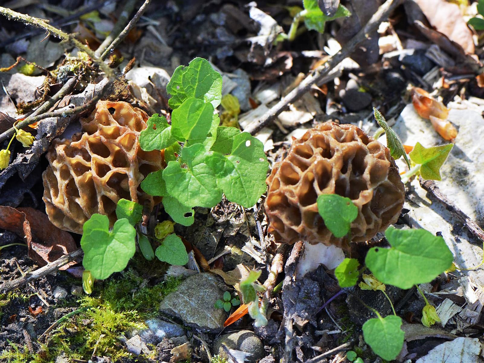 Spring mushrooms