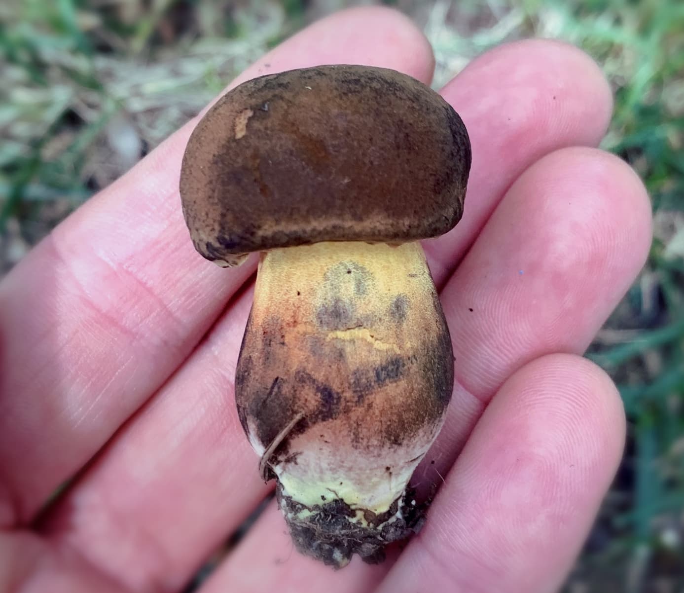 Why Is It So Difficult to Identify Mushrooms?